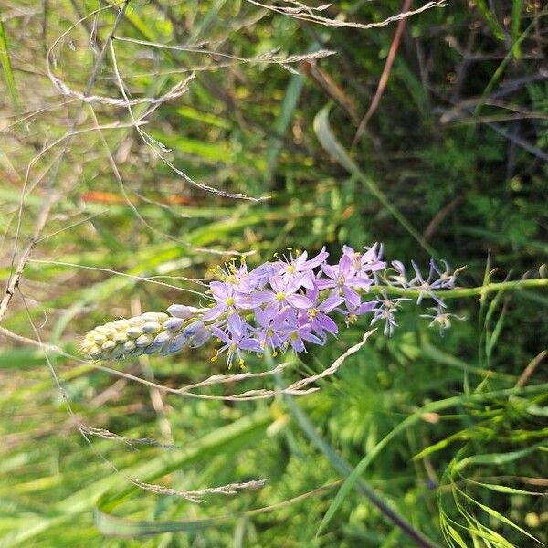 Atlantic camas (Camassia scilloides)