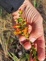 Cambessedesia glaziovii (Cambessedesia glaziovii)
