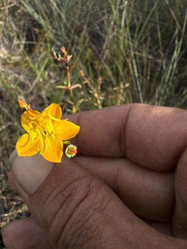 Cambessedesia hilariana (Cambessedesia hilariana)