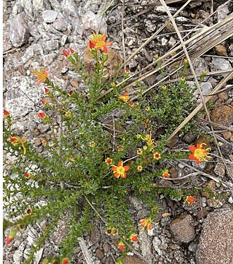Cambessedesia hilariana: Registro de Cambessedesia hilariana em Parque Estadual dos Pirineus.
