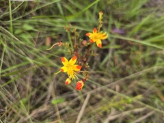 Cambessedesia hilariana (Cambessedesia hilariana)