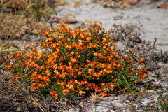 Cambessedesia hilariana (Cambessedesia hilariana)