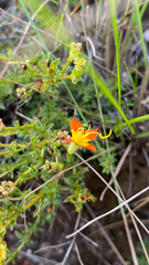 Cambessedesia hilariana (Cambessedesia hilariana)