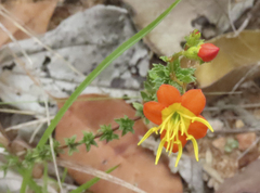 Cambessedesia hilariana (Cambessedesia hilariana)