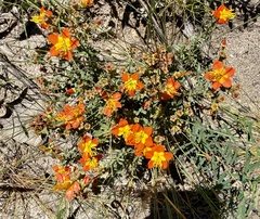 Cambessedesia hilariana (Cambessedesia hilariana)