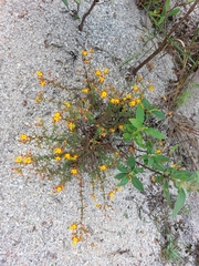 Cambessedesia hilariana (Cambessedesia hilariana)