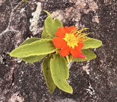 Cambessedesia salviifolia (Cambessedesia salviifolia)