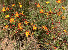 Cambessedesia semidecandra (Cambessedesia semidecandra)