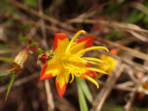 Cambessedesia semidecandra (Cambessedesia semidecandra)