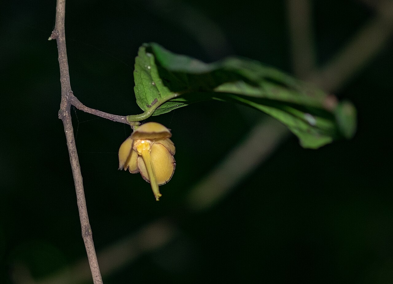 Camellia flava: Camellia flava in Vietnam