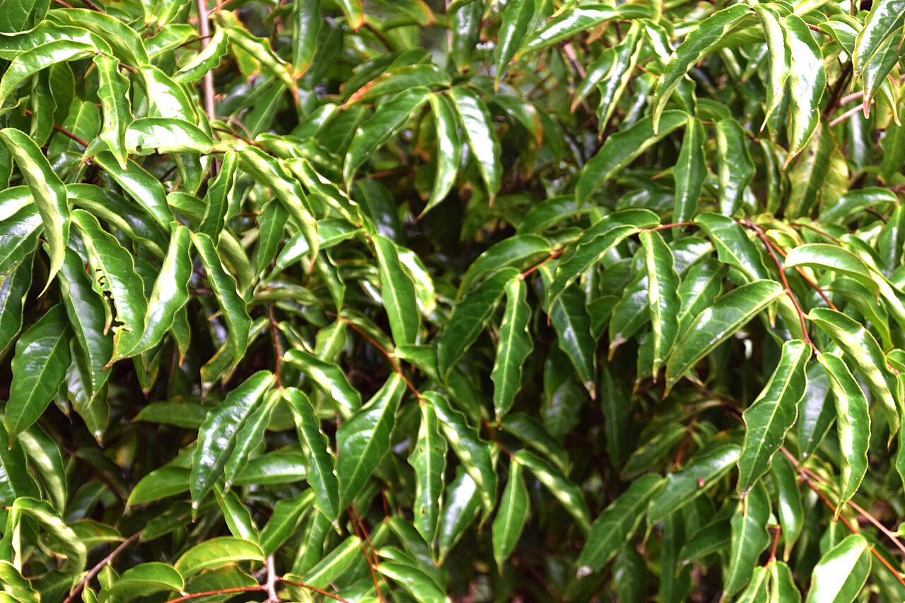 Camellia flava: Camellia flava in Auckland Botanic Gardens, Manurewa, South Auckland, New Zealand