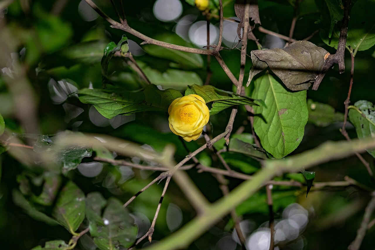 Camellia flava: Camellia flava in Vietnam