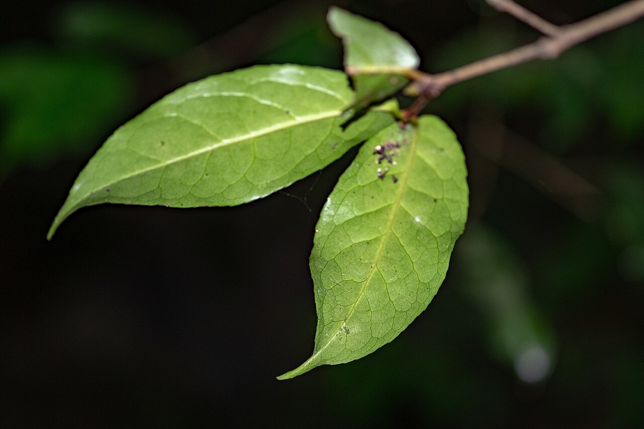 Camellia flava: Camellia flava in Vietnam