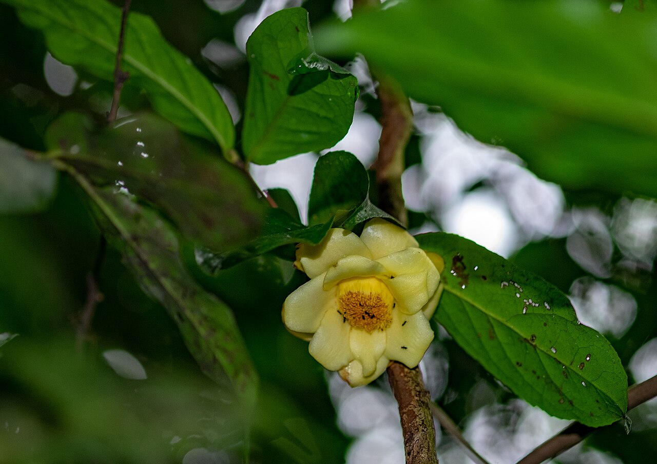 Camellia flava: Camellia flava in Vietnam