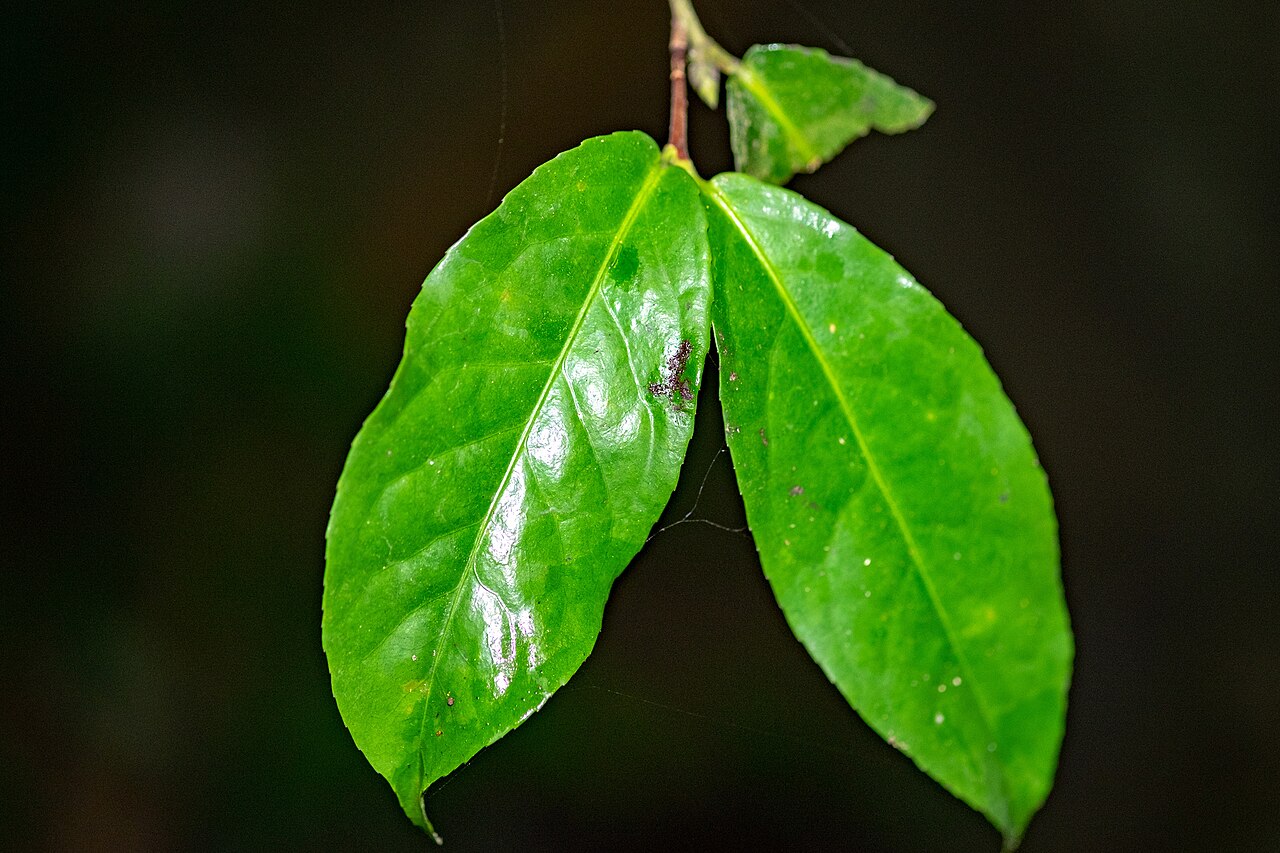 Camellia flava: Camellia flava in Vietnam