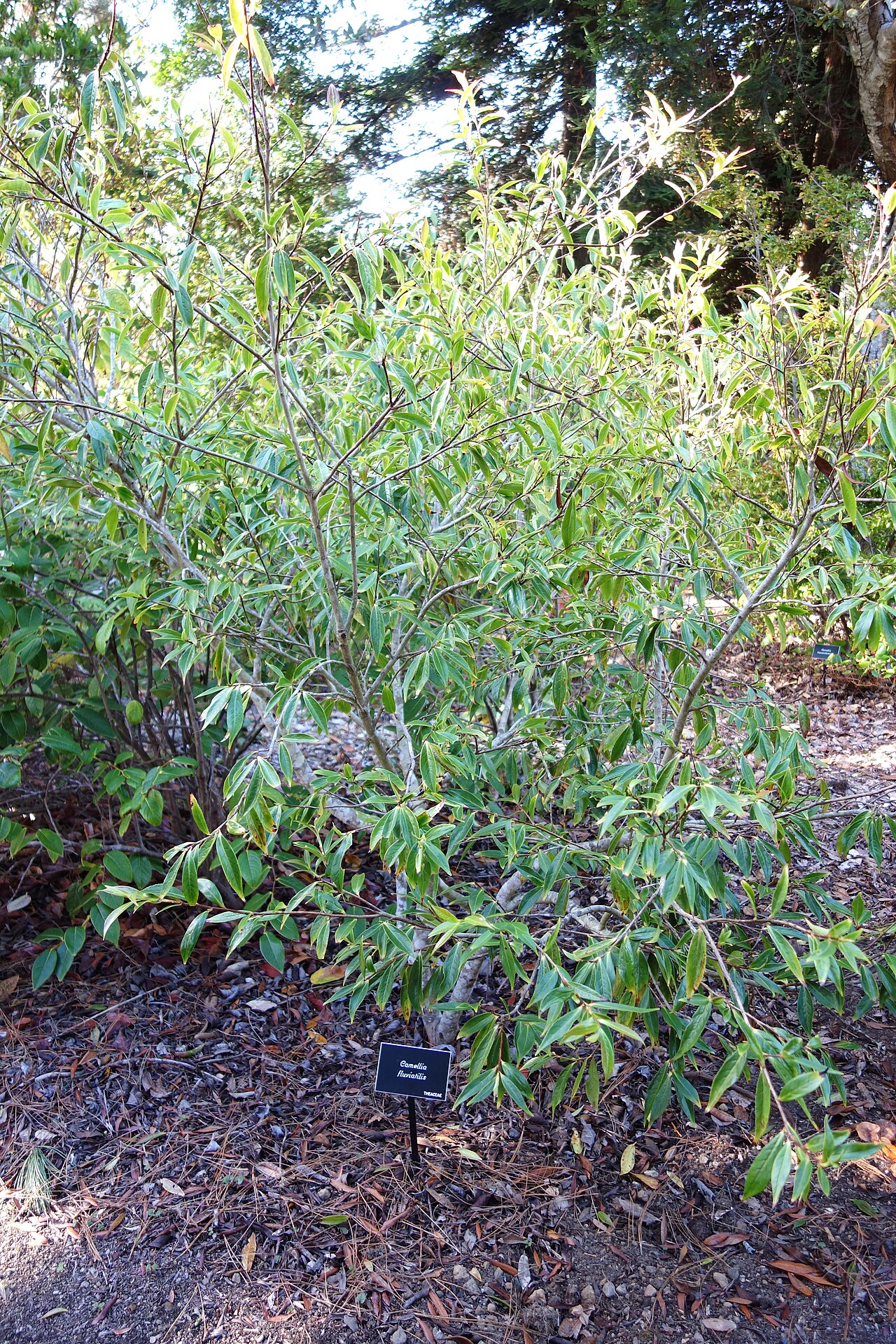 Camellia fluviatilis: Botanical specimen in the Mendocino Coast Botanical Gardens, 18220 N Hwy 1, Fort Bragg, California, USA.