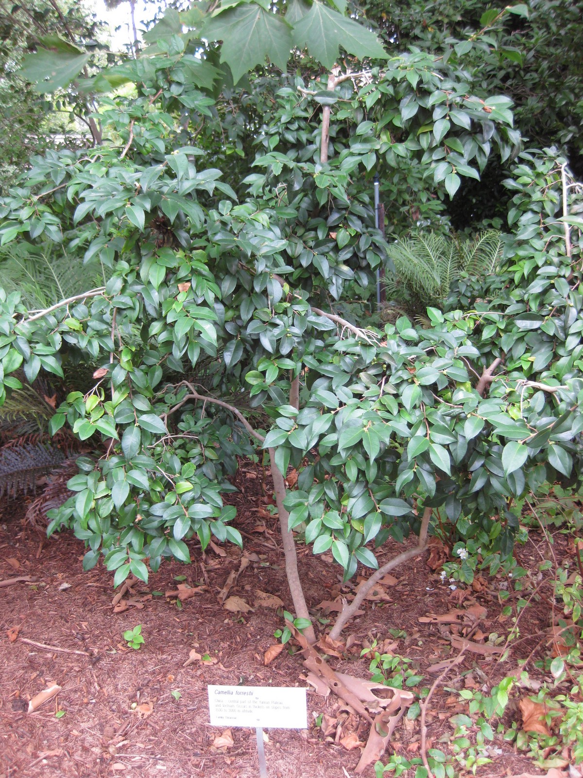 Camellia forrestii: This photo is from Gardenology.org and is available under CC-BY-SA 3.0 license. If you use it, please include attribution to Gardenology.org, with a link if the