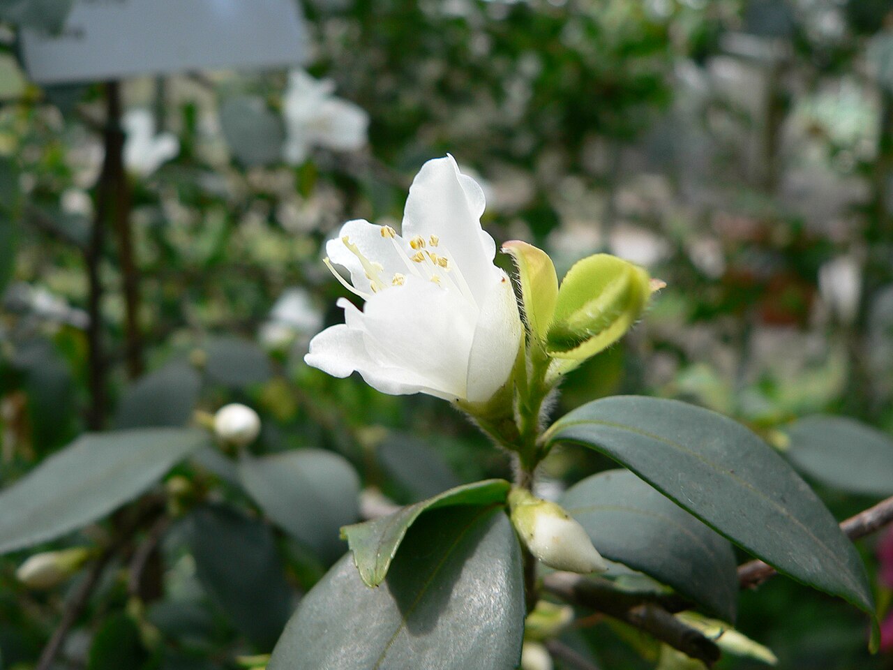 Camellia fraterna: Camellia fraterna