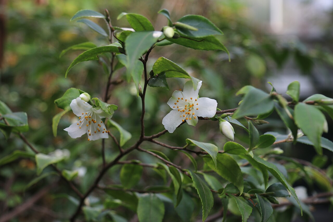 Camellia fraterna: Camellia fraterna im Botanischen Garten Dresden