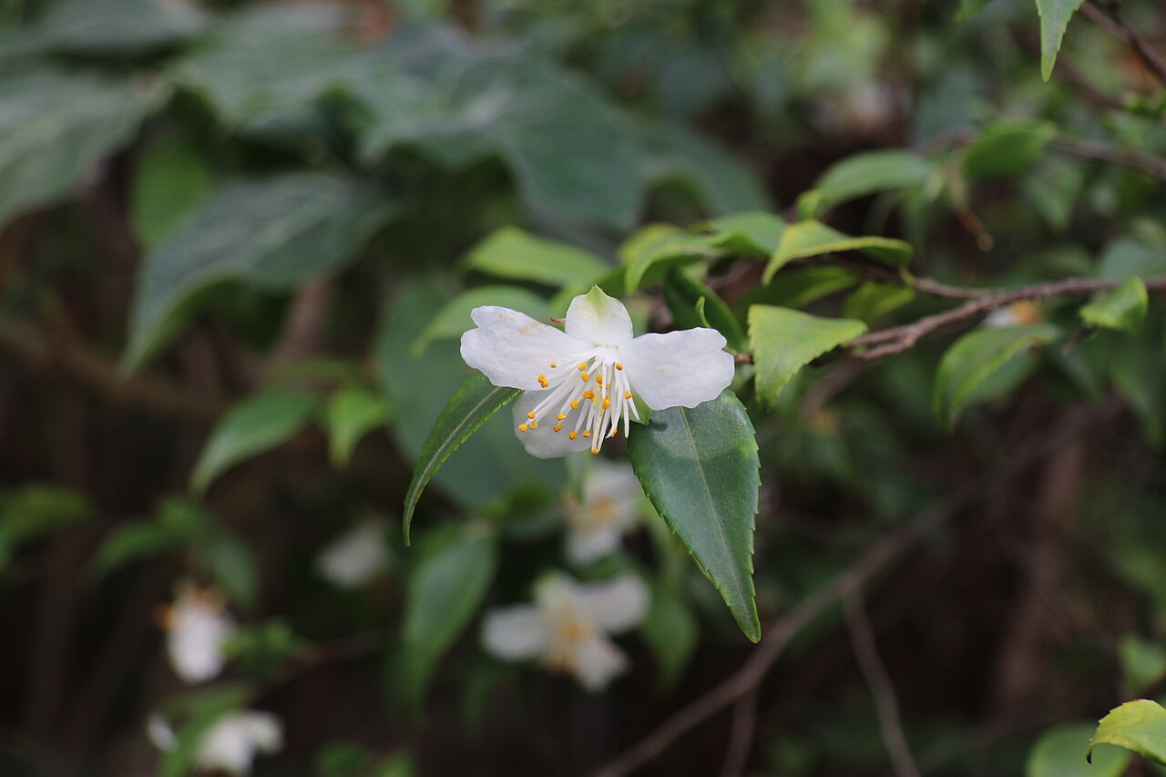 Camellia fraterna: Camellia fraterna im Botanischen Garten Dresden
