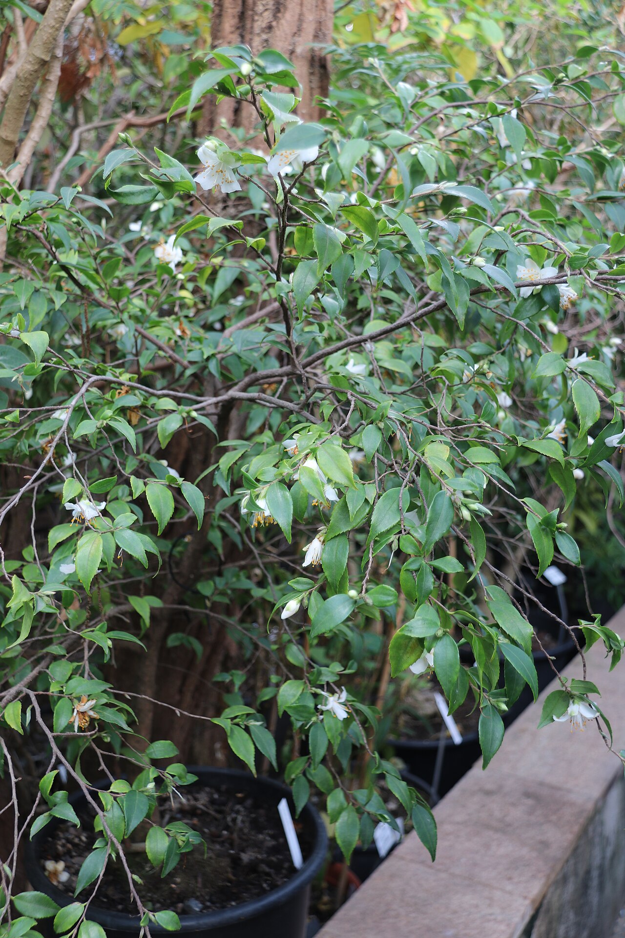 Camellia fraterna: Camellia fraterna im Botanischen Garten Dresden