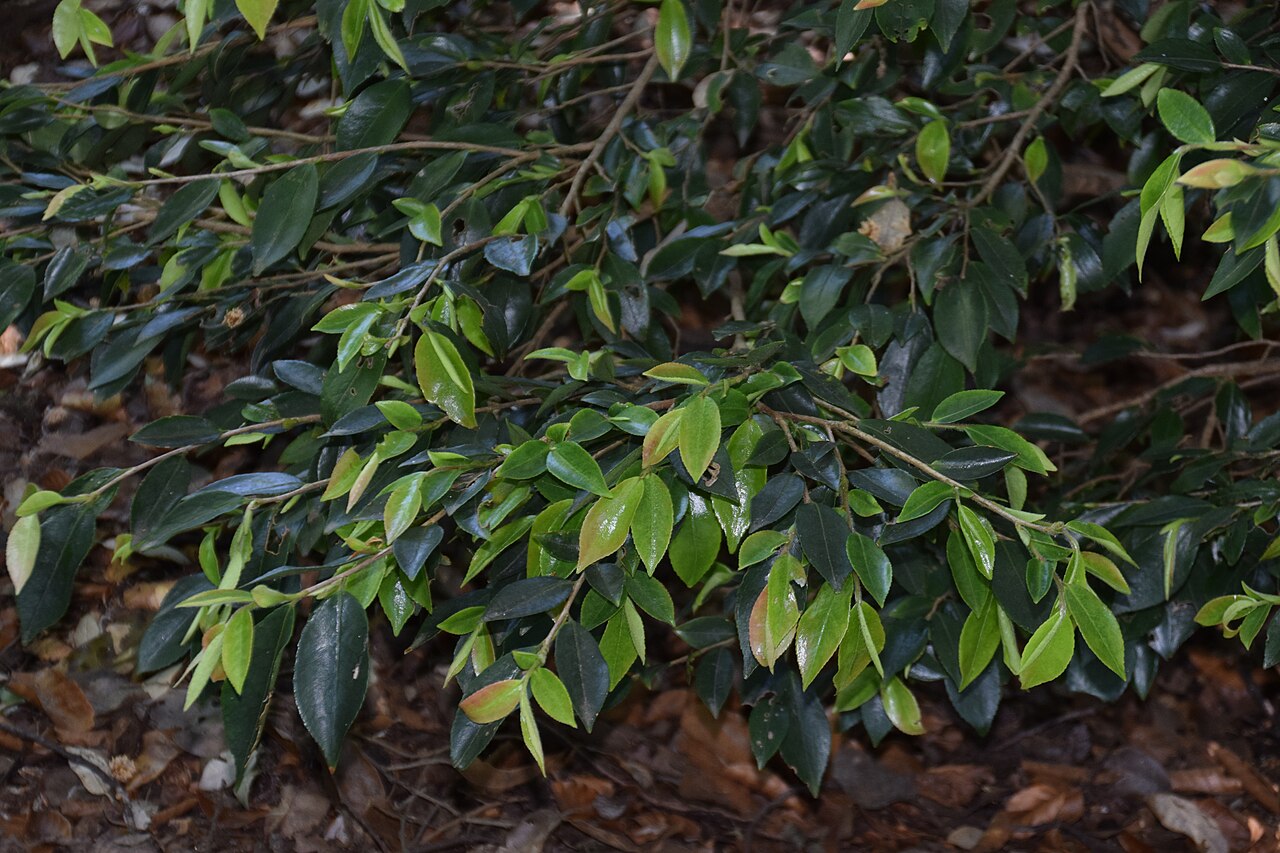 Camellia fraterna: Camellia fraterna in Dunedin Botanic Garden, Dunedin, New Zealand
