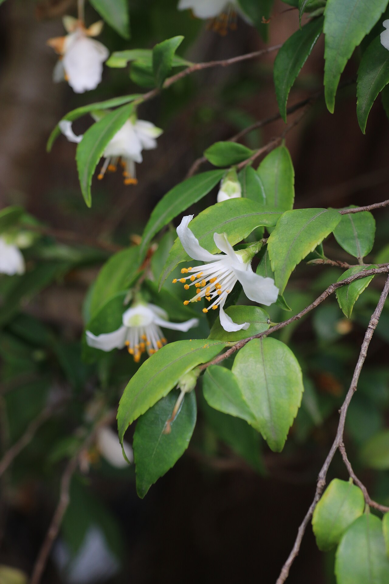 Camellia fraterna: Camellia fraterna im Botanischen Garten Dresden