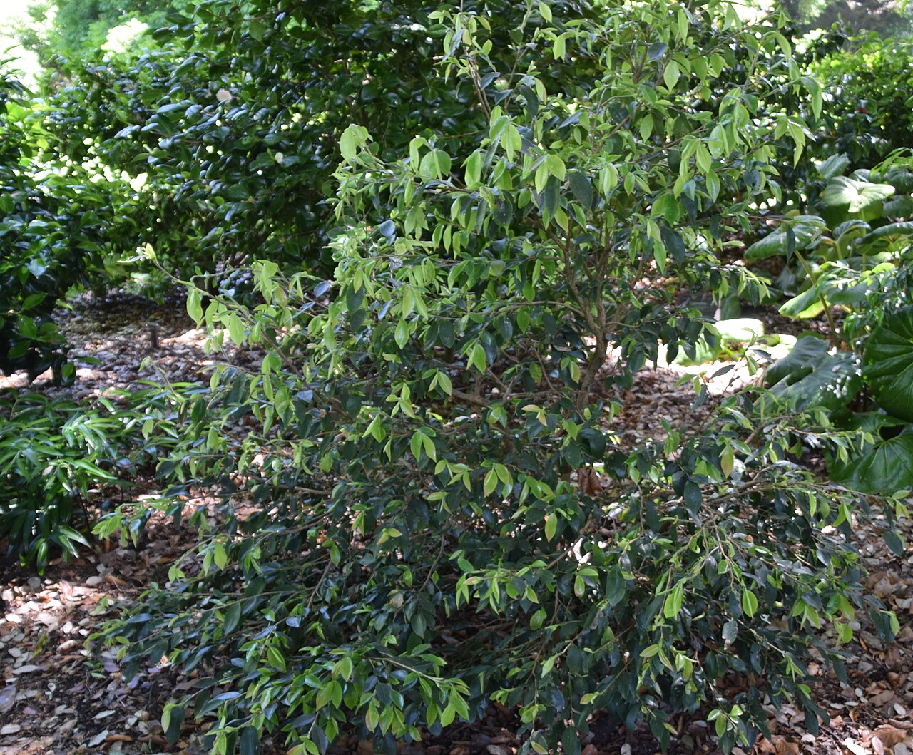 Camellia fraterna: Camellia fraterna in Dunedin Botanic Garden, Dunedin, New Zealand