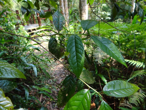 Camellia furfuracea (Camellia furfuracea)