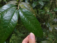 Camellia furfuracea (Camellia furfuracea)