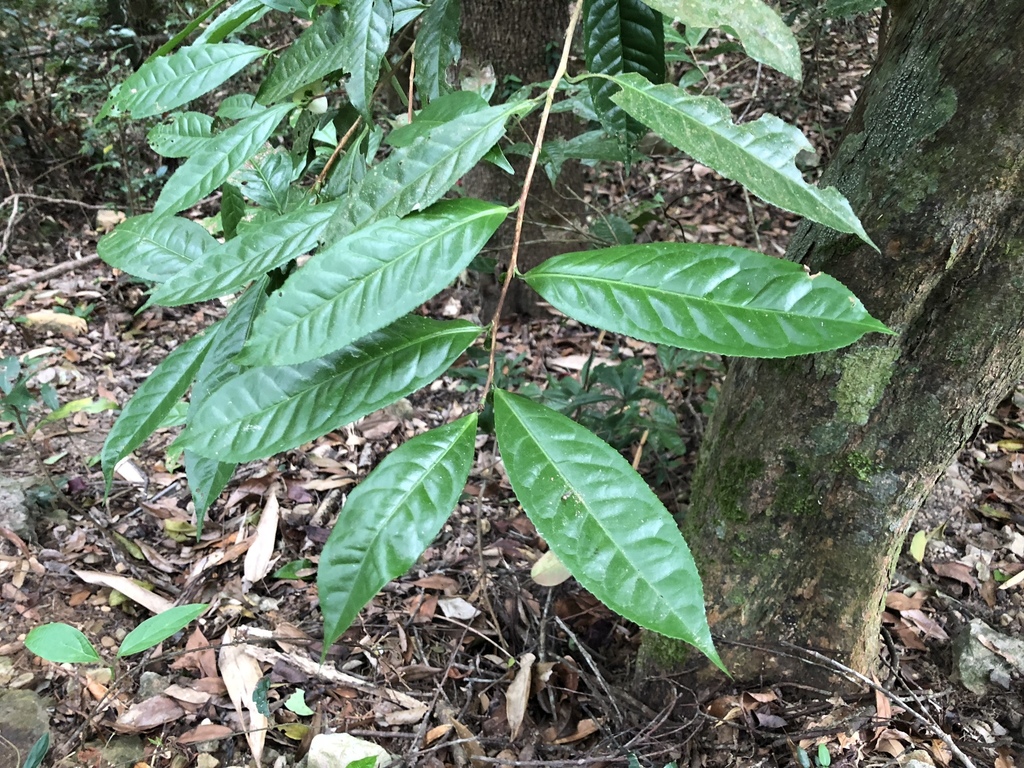 Camellia furfuracea (Camellia furfuracea)