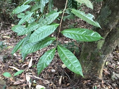 Camellia furfuracea (Camellia furfuracea)