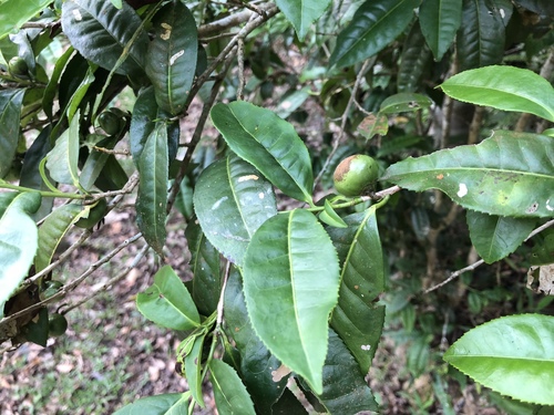 Camellia furfuracea (Camellia furfuracea)