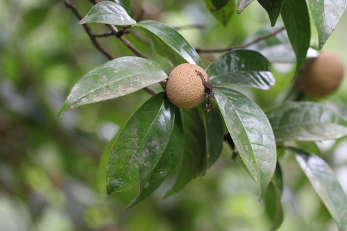 Grantham's camellia (Camellia granthamiana)
