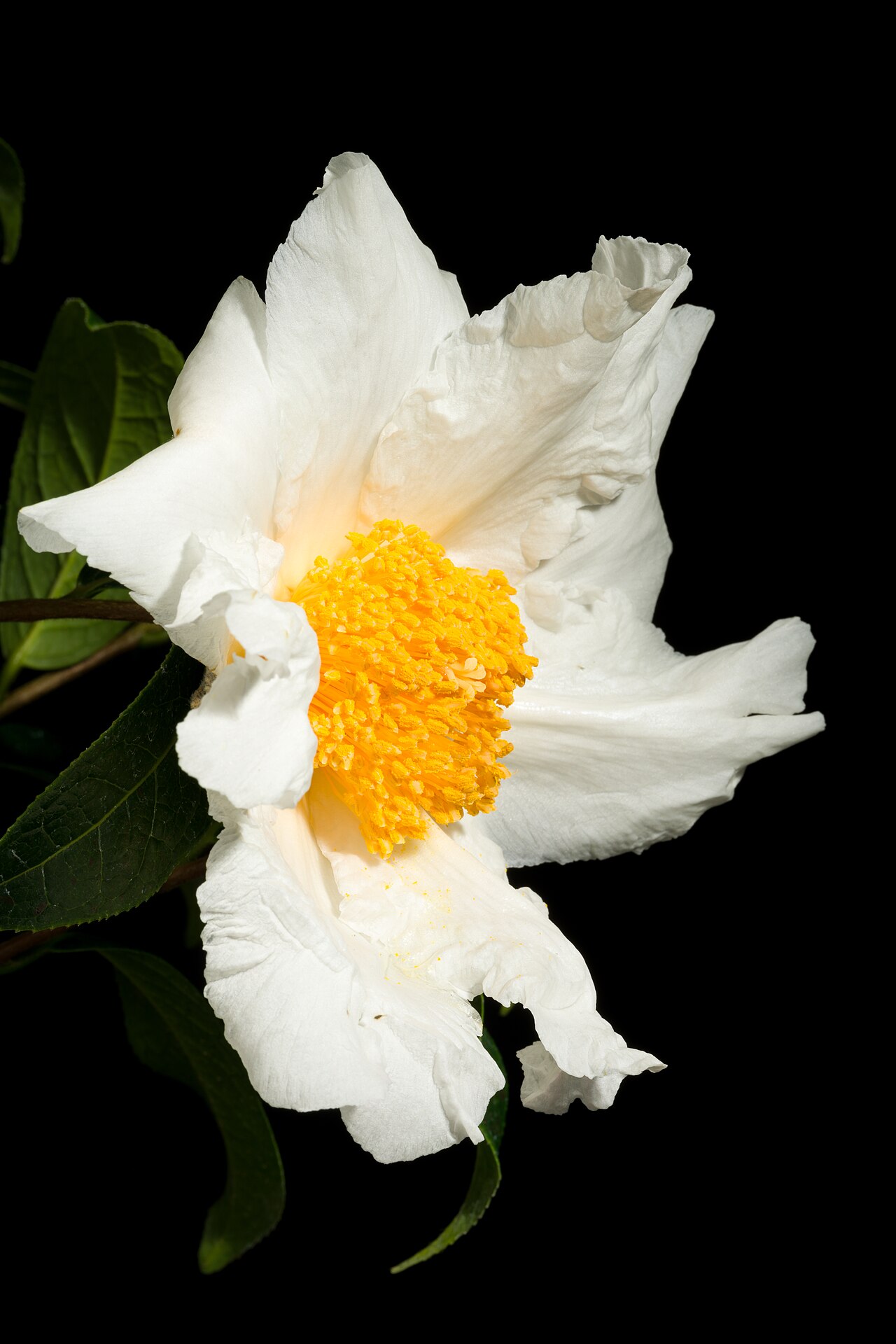 Grantham's camellia: Plant derived from Hong Kong, China Chinese Name 大苞白山茶 Taxonomy Family ツバキ科 Theaceae Tribe Theeae Genus ツバキ属 Camellia .mw-parser-output .smallcaps{font-variant: