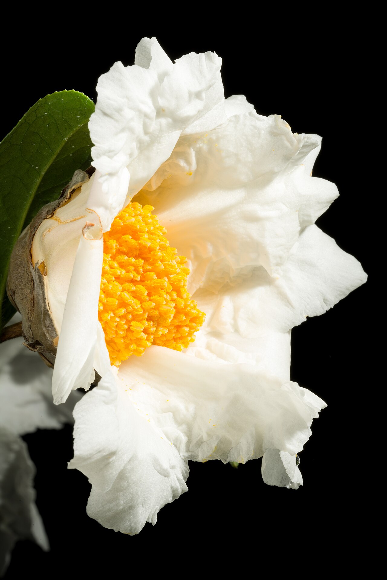 Grantham's camellia: Plant derived from Hong Kong, China Chinese Name 大苞白山茶 Taxonomy Family ツバキ科 Theaceae Tribe Theeae Genus ツバキ属 Camellia .mw-parser-output .smallcaps{font-variant: