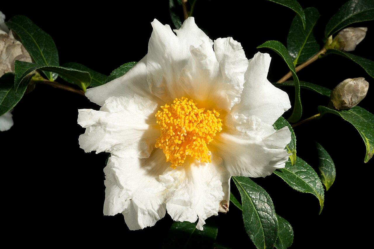 Grantham's camellia: Plant derived from Hong Kong, China Chinese Name 大苞白山茶 Taxonomy Family ツバキ科 Theaceae Tribe Theeae Genus ツバキ属 Camellia .mw-parser-output .smallcaps{font-variant: