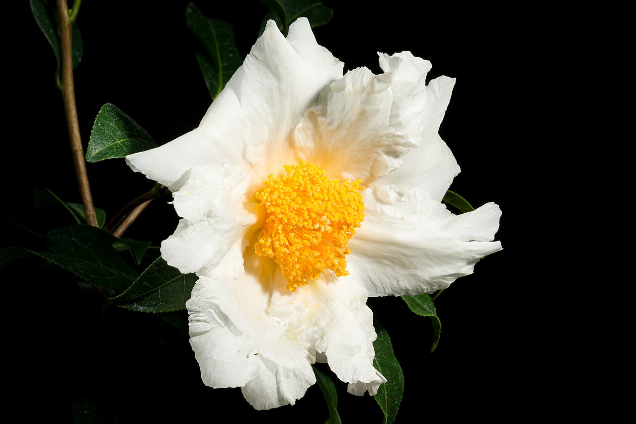 Grantham's camellia: Plant derived from Hong Kong, China Chinese Name 大苞白山茶 Taxonomy Family ツバキ科 Theaceae Tribe Theeae Genus ツバキ属 Camellia .mw-parser-output .smallcaps{font-variant: