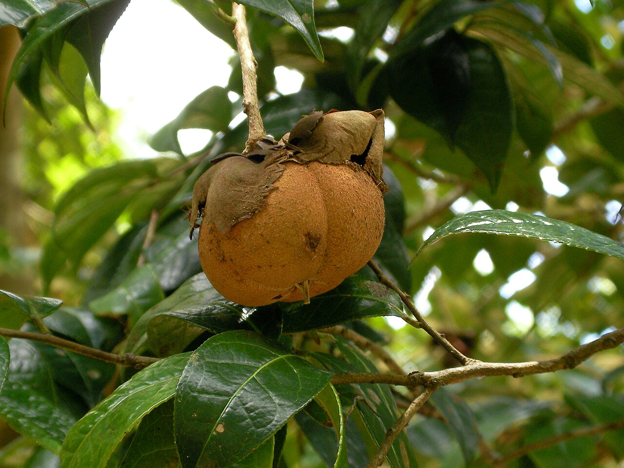 Grantham's camellia: Fruit of Camellia granthamiana, taken in Shing Mun Arboretum, Hong Kong