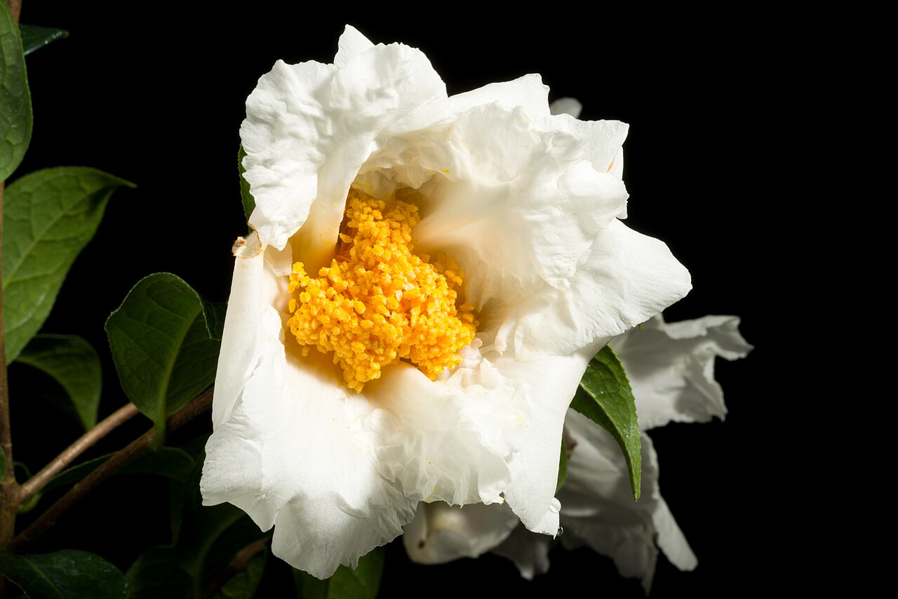 Grantham's camellia: Plant derived from Hong Kong, China Chinese Name 大苞白山茶 Taxonomy Family ツバキ科 Theaceae Tribe Theeae Genus ツバキ属 Camellia .mw-parser-output .smallcaps{font-variant: