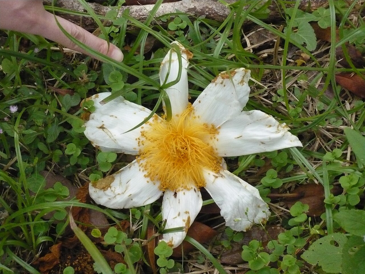 Grantham's camellia: Camellia granthamiana