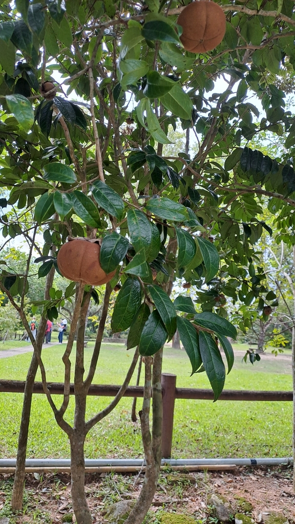 Grantham's camellia (Camellia granthamiana)
