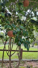 Grantham's camellia (Camellia granthamiana)