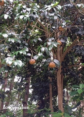 Grantham's camellia (Camellia granthamiana)