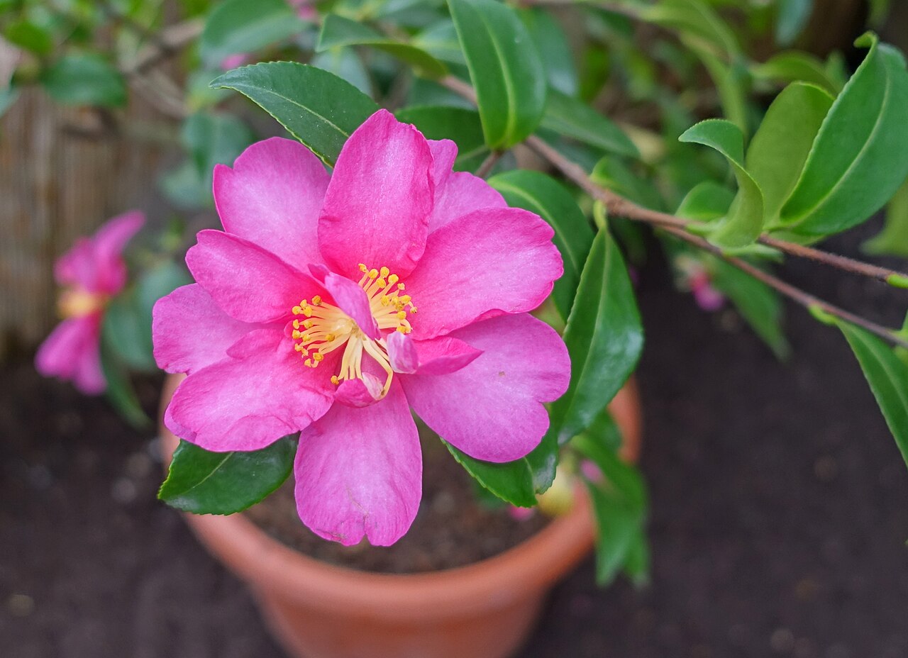Camellia hiemalis: Botanical specimen in the Flora und Botanischer Garten Köln - Cologne, Germany.