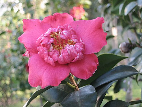 Hong kong camellia: 香港茶 Camellia hongkongensis [香港九龍寨城公園 Kowloon Walled City Park, Hong Kong]
