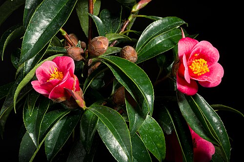 Hong kong camellia: Plant derived from Hong kong, China Japanese Name ホンコンツバキ Chinese Name 香港山茶, 香港紅山茶 Taxonomy Family ツバキ科 Theaceae Tribe Theeae Genus ツバキ属 Camellia .mw-parser-out