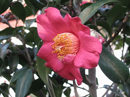 Hong kong camellia: 香港茶 Camellia hongkongensis [香港九龍寨城公園 Kowloon Walled City Park, Hong Kong]