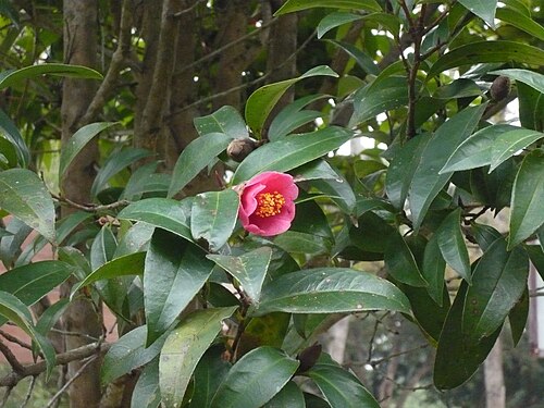 Hong kong camellia: Hong Kong Camellia