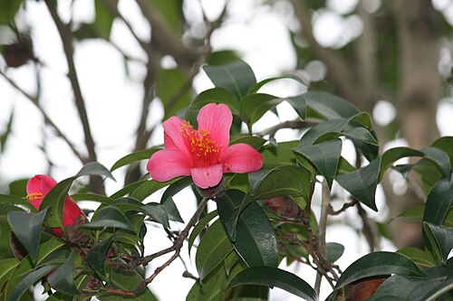 Hong kong camellia: ​ 香港茶 （學名：Camellia hongkongensis），攝於香港西貢 獅子會自然教育中心
